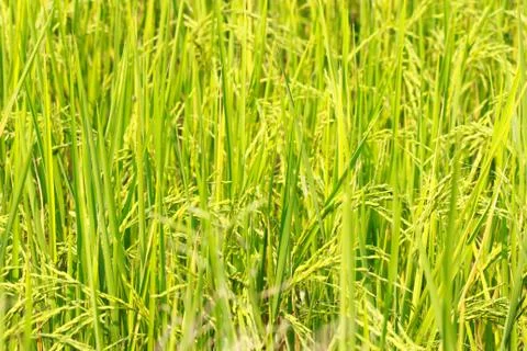 Rice field Stock Photos