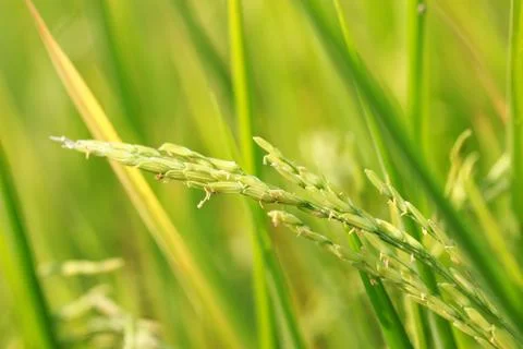 Rice field Stock Photos