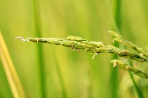 Rice field Stock Photos