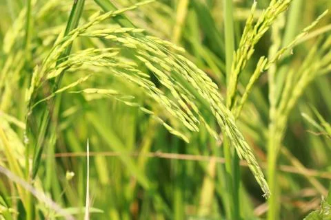 Rice field Stock Photos