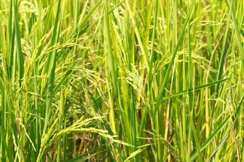 Rice field Stock Photos