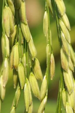 Rice field Stock Photos