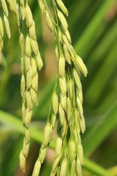 Rice field Stock Photos