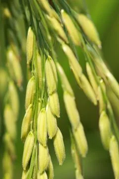 Rice field Stock Photos