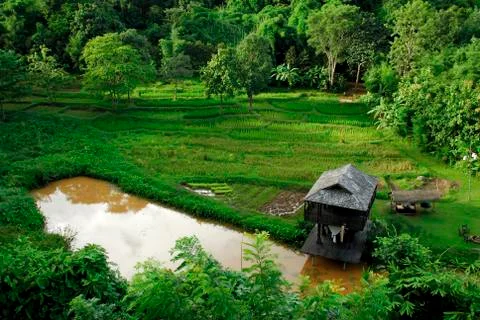 Rice field Stock Photos