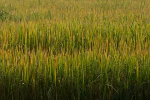 Rice field Stock Photos