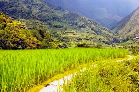 Rice field Foto stock