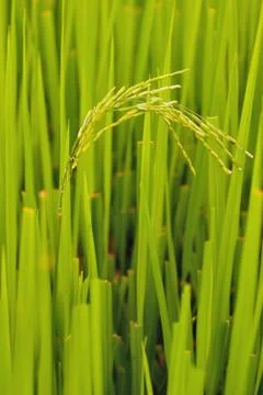 Rice field. Stock Photos