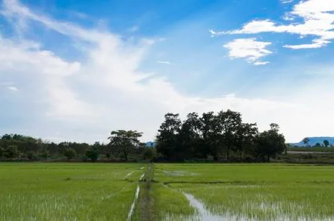 Rice field Stock Photos