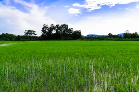 Rice field Stock Photos