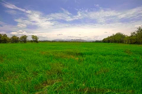 Rice field Stock Photos