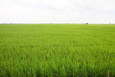 Rice field Stock Photos