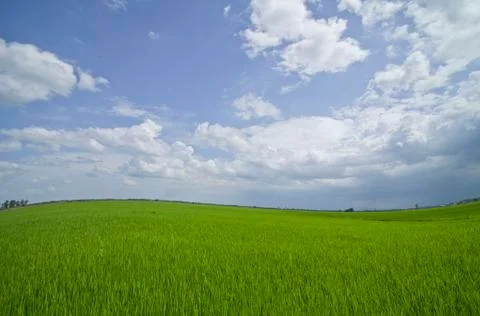 Rice field. Stock Photos