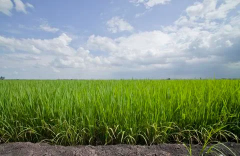 Rice field. Stock Photos