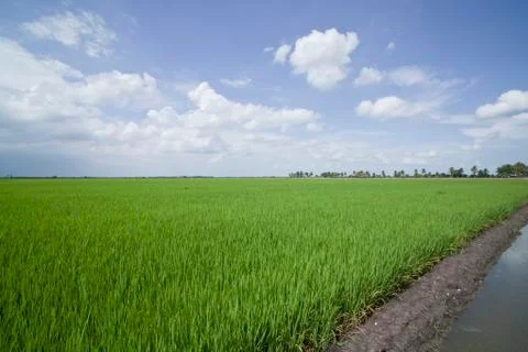 Rice field. Stock Photos