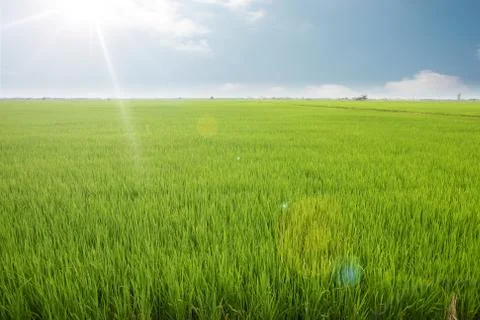 Rice field Stock Photos