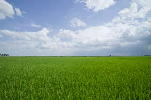 Rice field . Stock Photos
