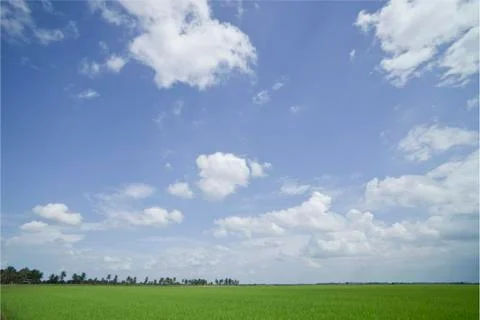 Rice field . Stock Photos