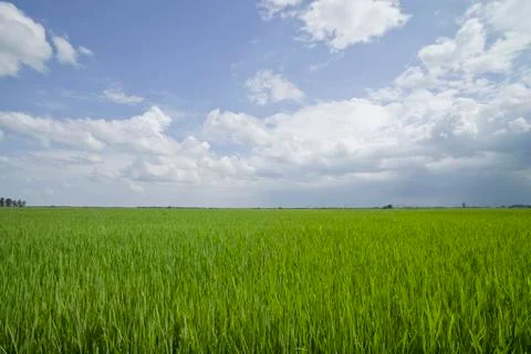 Rice field. Stock Photos