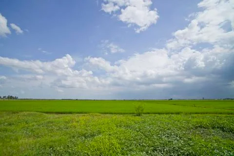 Rice field. Stock Photos