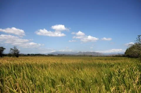 Rice field Stock Photos