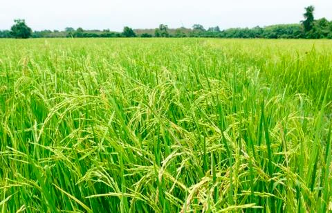 Rice field Stock Photos