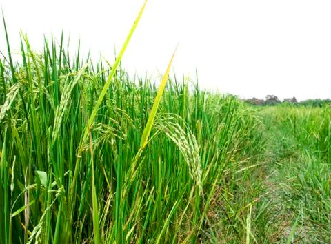 Rice field Stock Photos