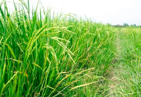 Rice field Stock Photos
