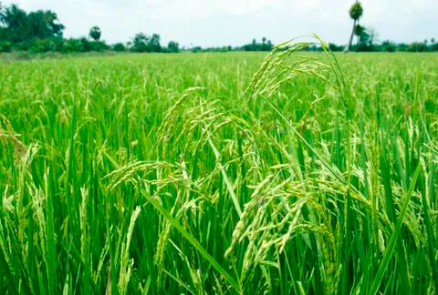 Rice field Stock Photos