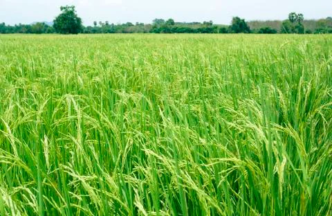 Rice field Stock Photos