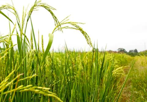 Rice field Stock Photos