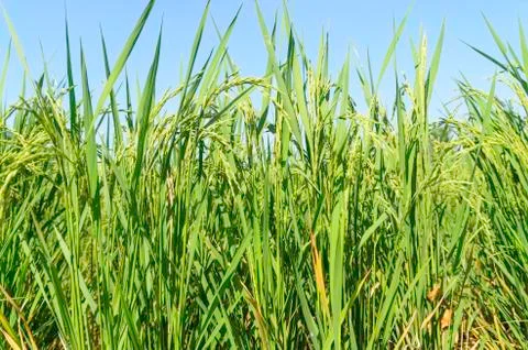 Rice field Stock Photos