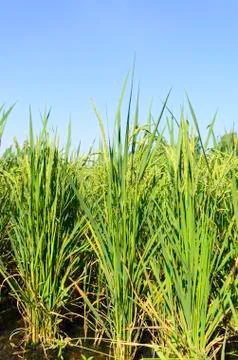 Rice field Stock Photos