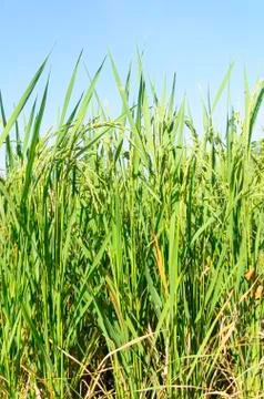Rice field Stock Photos
