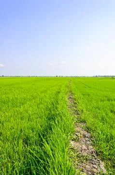 Rice field Stock Photos