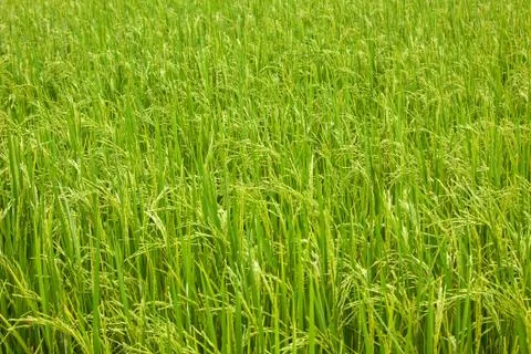 Rice field Stock Photos