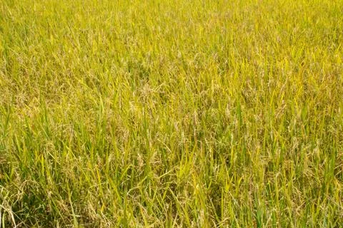 Rice field Stock Photos
