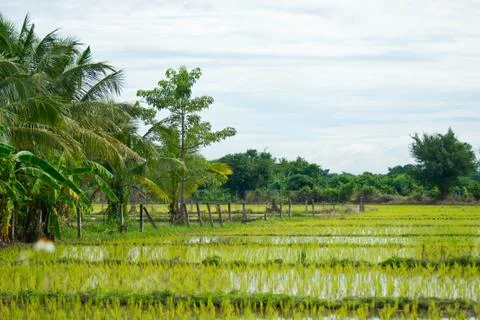 Rice field. Stock Photos