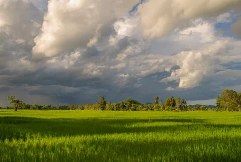 Rice field Stock Photos