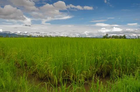 Rice field Stock Photos