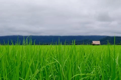 Rice field Stock Photos