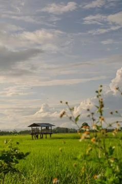 Rice field Stock Photos
