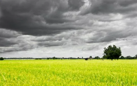 Rice field Stock Photos