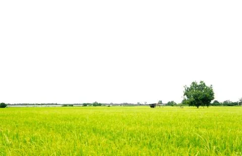 Rice field Stock Photos
