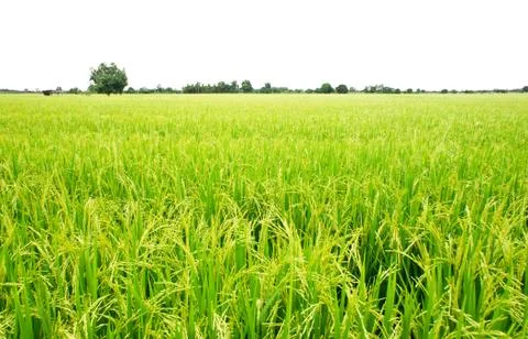 Rice field Stock Photos