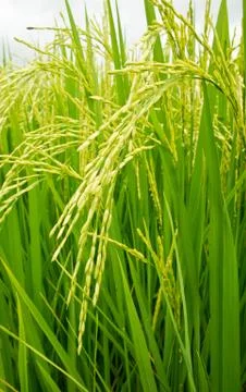 Rice field Stock Photos
