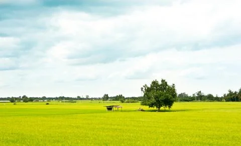 Rice field Stock Photos