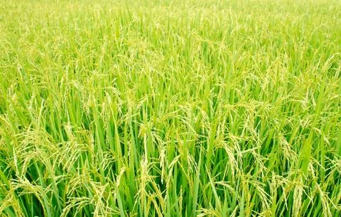 Rice field Stock Photos