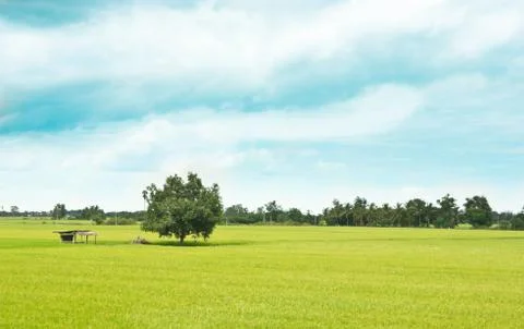 Rice field Stock Photos