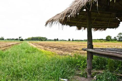 Rice field Stock Photos